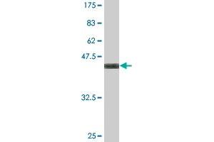 Western Blot detection against Immunogen (37. (WDR5 Antikörper  (AA 16-120))