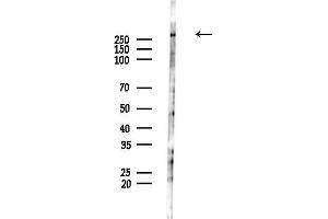 anti-Filamin A, alpha (FLNA) (pSer2152) antibody
