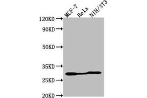 Western Blot Positive WB detected in: MCF-7 whole cell lysate, Hela whole cell lysate, NIH/3T3 whole cell lysate All lanes: LGALS3 antibody at 1:2000 Secondary Goat polyclonal to Mouse IgG at 1/50000 dilution Predicted band size: 27 kDa Observed band size: 27 kDa (Galectin 3 Antikörper)