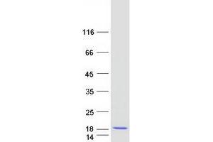 Validation with Western Blot (MANBAL Protein (Transcript Variant 2) (Myc-DYKDDDDK Tag))