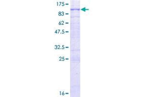 RHOBTB1 Protein (AA 1-696) (GST tag)