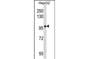 Western blot analysis of BANK1 Antibody in HepG2 cell line lysates (35ug/lane) (BANK1 Antikörper  (AA 119-146))