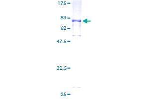 SLC38A2 Protein (AA 1-506) (GST tag)