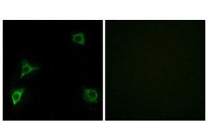 Immunofluorescence (IF) image for anti-Glutamate Receptor, Ionotropic, delta 2 (GRID2) (C-Term) antibody (ABIN1850390) (GRID2 Antikörper  (C-Term))