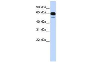 Image no. 1 for anti-Solute Carrier Family 22 (Organic Anion Transporter), Member 8 (SLC22A8) (C-Term) antibody (ABIN6740734) (SLC22A8 Antikörper  (C-Term))