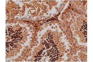ABIN6267363 at 1/200 staining Mouse testis tissue sections by IHC-P. (MAPT Antikörper  (pSer262))