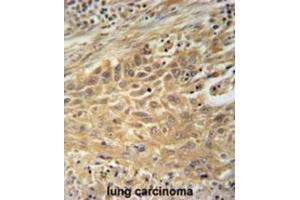 Immunohistochemistry (IHC) image for anti-Cyclin M4 (CNNM4) antibody (ABIN3002338) (CNNM4 Antikörper)