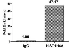 Chromatin Immunoprecipitation Hela (4*10 6 , treated with 30 mM sodium butyrate for 4h) were treated with Benzanase, sonicated, and immunoprecipitated with 5 μg anti-HIST1H4A (ABIN7139198) or a control normal rabbit IgG. (HIST1H4A Antikörper  (acLys79))