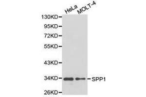 Western Blotting (WB) image for anti-Secreted phosphoprotein 1 (SPP1) antibody (ABIN1874927)
