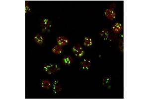 AP32081PU-N LVA Antibody staining at 10 µg/ml (red, AlexaFluor 555) of Drosophila S2 cells, co-stained with MG130 Rabbit antibody (green, AlexaFluor 488). (Lava Lamp Antikörper  (Internal Region))