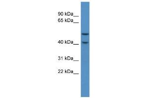 WB Suggested Anti-Fkrp Antibody Titration:  0. (FKRP Antikörper  (C-Term))