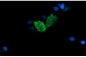Image no. 3 for anti-Fetal and Adult Testis Expressed 1 (FATE1) antibody (ABIN1498221) (FATE1 Antikörper)