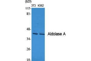 Western Blot (WB) analysis of specific cells using Aldolase A Polyclonal Antibody. (ALDOA Antikörper  (N-Term))
