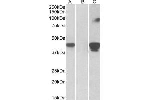 HEK293 lysate (10ug protein in RIPA buffer) overexpressing Human SLAMF8 with C-terminal MYC tag probed with ABIN1590031 (1ug/ml) in Lane A and probed with anti-MYC Tag (1/1000) in lane C. (SLAMF8 Antikörper  (Internal Region))