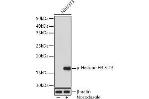 Western blot analysis of extracts of NIH/3T3 cells, using Phospho-Histone H3. (Histone 3 Antikörper  (pThr3))