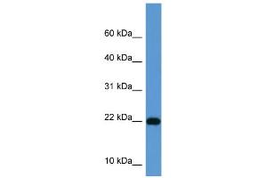 WB Suggested Anti-ISG15 Antibody Titration: 0. (ISG15 Antikörper  (Middle Region))