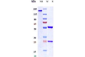 Anti-FGF2 Reference Antibody (HuGAL-F2) on SDS-PAGE under reducing (R) condition.