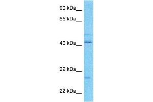 Host:  Rabbit  Target Name:  VATE1  Sample Type:  OVCAR-3 Whole Cell lysates  Antibody Dilution:  1.