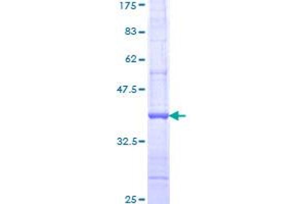 IGSF1 Protein (AA 220-310) (GST tag)