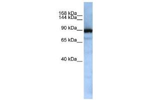 WB Suggested Anti-XPOT  Antibody Titration: 0. (XPOT Antikörper  (Middle Region))