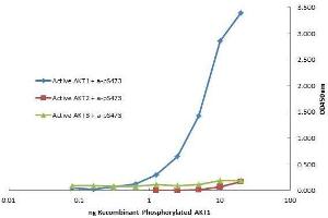 Plate was coated with monoclonal anti AKT1 antibody (capture antibody) followed by incubation with recombinant AKT1, AKT2, AKT3 proteins. (AKT1 Antikörper  (Internal Region) (APC))