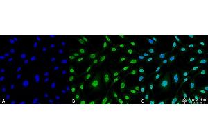 Immunocytochemistry/Immunofluorescence analysis using Mouse Anti-HO-1 (Rat) Monoclonal Antibody, Clone 6B8-2F2 . (HMOX1 Antikörper)