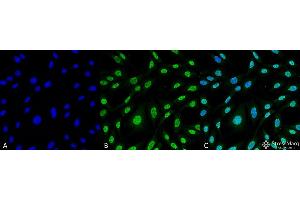 Immunofluorescence (fixed cells) (IF/ICC) image for anti-Heme Oxygenase (Decycling) 1 (HMOX1) antibody (ABIN2868664)