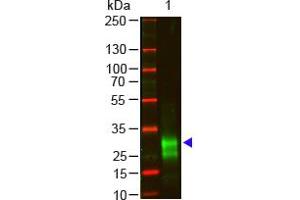 Image no. 1 for Goat anti-Rabbit IgG (F(ab')2 Region) antibody (ABIN301431) (Ziege anti-Kaninchen IgG (F(ab')2 Region) Antikörper)
