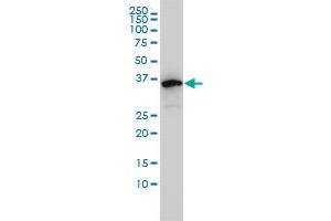 Western Blotting (WB) image for anti-Eukaryotic Translation Initiation Factor 2B, Subunit 2 Beta, 39kDa (EIF2B2) (AA 1-351) antibody (ABIN563870)