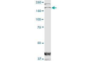 DOCK1 monoclonal antibody (M02), clone 3D10. (DOCK1 Antikörper  (AA 698-803))