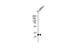 Western blot analysis of lysate from human spleen tissue lysate, using SAP30 Antibody at 1:1000 at each lane. (SAP30 Antikörper  (C-Term))