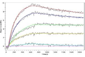FAP Recombinant Monoclonal Antibody  captured on Protein A Chip can bind Recombinant Mouse Fap with an affinity constant of 1.