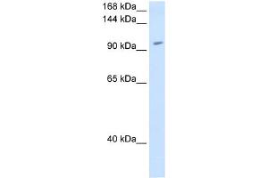 RNF40 antibody used at 1. (RNF40 Antikörper  (C-Term))