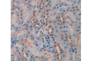 IHC-P analysis of Mouse Tissue, with DAB staining. (Caspase 2 Antikörper  (AA 170-333))