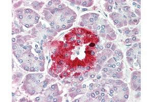 Anti-PCSK1N / PROSAAS antibody IHC staining of human pancreas. (PCSK1N Antikörper  (AA 182-193))