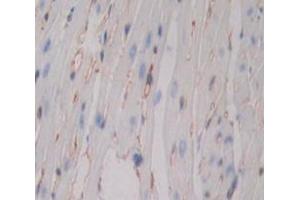 IHC-P analysis of Kidney tissue, with DAB staining. (CD80 Antikörper  (AA 38-246))