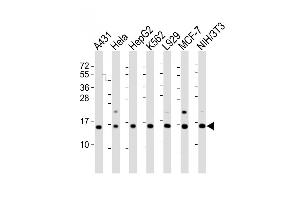 Western Blot at 1:2000 dilution Lane 1: A431 whole cell lysate Lane 2: Hela whole cell lysate Lane 3: HepG2 whole cell lysate Lane 4: K562 whole cell lysate Lane 5: L929 whole cell lysate Lane 6: MCF-7 whole cell lysate Lane 7: NIH/3T3 whole cell lysate Lysates/proteins at 20 ug per lane. (HIST1H2AG Antikörper  (AA 63-87))