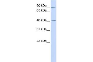 WB Suggested Anti-USAntibody Titration:  0. (USP18 Antikörper  (N-Term))