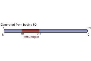 Image no. 2 for anti-Prolyl 4-Hydroxylase, beta Polypeptide (P4HB) (AA 109-214) antibody (ABIN968268) (P4HB Antikörper  (AA 109-214))