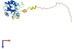 NXNL1 Protein (AA 1-217) (His tag)