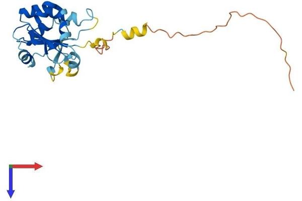 NXNL1 Protein (AA 1-217) (His tag)