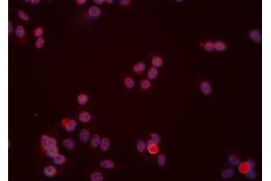 ABIN6277474 staining Hela cells by IF/ICC. (DUSP6 Antikörper  (C-Term))