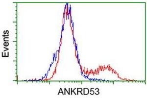 Flow Cytometry (FACS) image for anti-Ankyrin Repeat Domain 53 (ANKRD53) (AA 1-300) antibody (ABIN1490723) (ANKRD53 Antikörper  (AA 1-300))