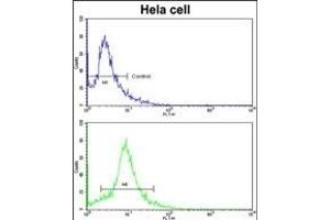 Flow cytometric analysis of hela cells using EIF3H Antibody (C-term)(bottom histogram) compared to a negative control cell (top histogram).