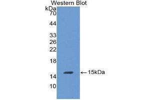 Western Blotting (WB) image for anti-Luteinizing Hormone beta Polypeptide (LHB) (AA 21-141) antibody (ABIN1859652) (LHB Antikörper  (AA 21-141))