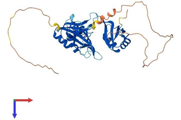 HuC/ELAVL3 Protein (AA 1-367) (His tag)