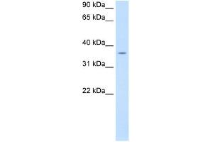 PON1 antibody used at 0. (PON1 Antikörper  (C-Term))