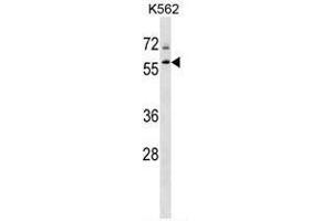 TBL1XR1 Antibody (N-term) western blot analysis in K562 cell line lysates (35µg/lane). (TBL1XR1 Antikörper  (N-Term))