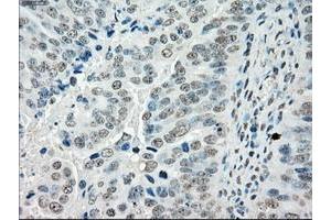 Image no. 10 for anti-P450 (Cytochrome) Oxidoreductase (POR) antibody (ABIN1497744) (POR Antikörper)