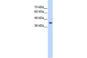 ST6GALNAC5 antibody used at 1. (ST6GALNAC5 Antikörper  (Middle Region))